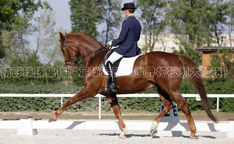 米兰官方手机app网站阿里尔公司